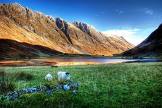 Летом в долине Гленко можно увидеть пасущихся овец, как и пять столетий тому назад