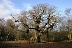 Шервуд – самый главный дуб леса