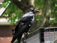 Легендарные черные вороны – обитатели тауэрских садов